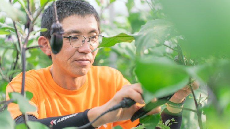 ナスの状態を観察しながら管理する様子