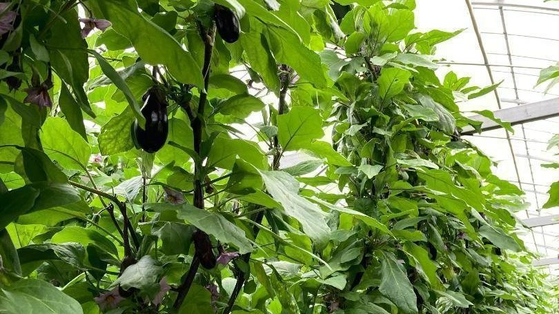 健康に育つハウス内のナスの株